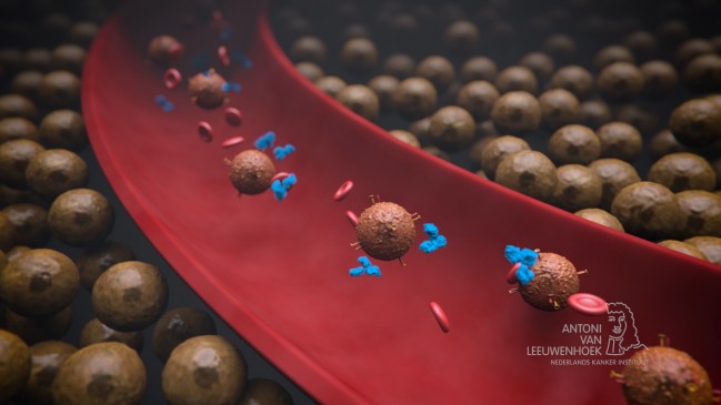 혈관 안을 떠다니는 면역세포(T세포, 크고 둥근 세포)와 면역관문억제제(면역세포 옆 작은 물질)를 묘사한 그림. 면역관문억제제는 면역세포를 억제하는 암세포의 기능을 무력화시켜 면역세포를 돕는다. - 네덜란드암연구소 제공